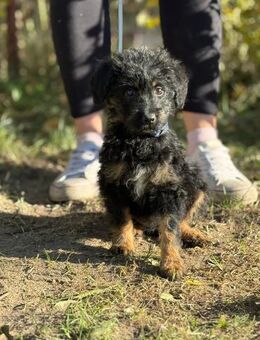 Kadicsa - süßer Welpe sucht Zuhause! - Köln