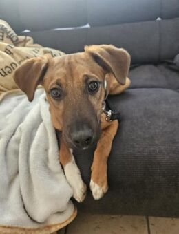 Hübscher Larry - Eichenzell