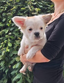 Bulli mix Charly sucht für immer zuhause - Osterhofen