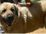 Thalos - Heppenheim (Bergstraße)