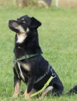 Anton kleiner Rüde sucht Sie - Hüllhorst