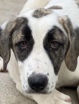 Antoya, geb. ca. 02/2024, GRIECHENLAND - Markdorf