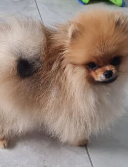 Pomeranian mit Ahnentafel - Straßkirchen