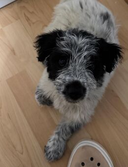 Nelly sucht dringend neues Zuhause - Bremen