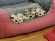 Süße reinrassige BKH Kitten ohne Stammbaum - Gemmrigheim