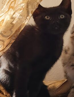 Kater sucht ein liebevolles Zuhause - Bochum
