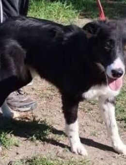 Ghost hat viel Energie - Donaueschingen