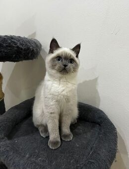 BKH Kitten suchen Zuhause - Berlin Steglitz-Zehlendorf