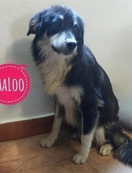 LeeLoo braucht ganz viel Liebe - Flörsheim-Dalsheim