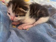 Hauskatzen EKH Kitten - Merenberg (Marktflecken)