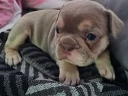 Französische bulldogge welpen isabella tan mit blauen Augen - Emden