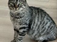 🆘 Notfall 🆘❤️Herzensguter Jerry❤️ - Eislingen (Fils)