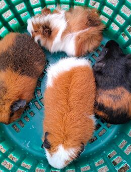 Meerschweinchen Weibchen - Bissendorf