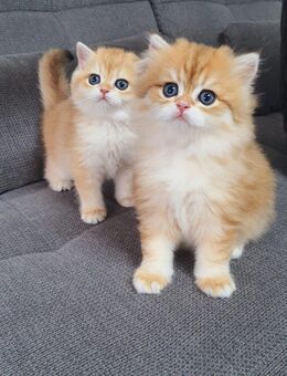 Wunderbare BKH & BLH Kitten - Schwalbach