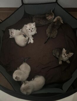 Siam - Britische Kurzhaar Katzen - Ampfing