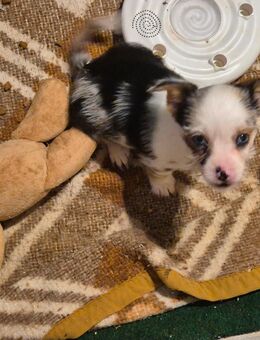 Yorkshire Terrier - Helbedündorf