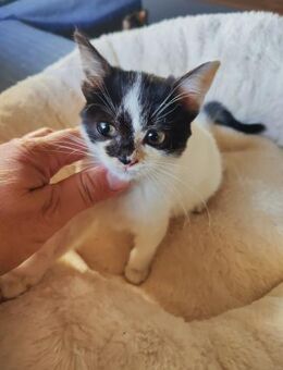 Becca aus dem Tierschutz - Grevenbroich