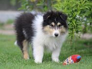 Niedliche Colliewelpen ab sofort auszugsbereit - Coppenbrügge