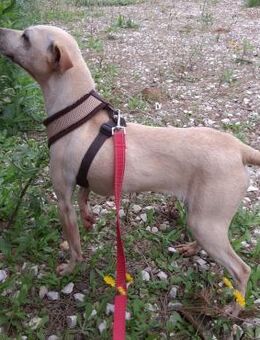 MEREDITH - aufgeschlossen, aktiv, lieb! - Velbert