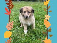 Australian Shepherd-Mix Welpen - Hagenow