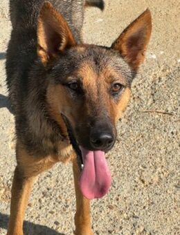 Familienhund Thor sucht ein Zuhause! - Althütte