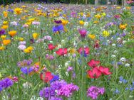 Blumenwiese aus 65 Arten, heimisch mehrjährig winterharte Blumen Bienenweide Blühmischung insektenfreundliches Saatgut Blumen Wildkräuter Heilpflanzen - Pfedelbach