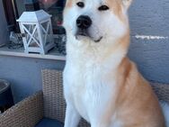 Akita Inu Rüde - Weiden (Oberpfalz)