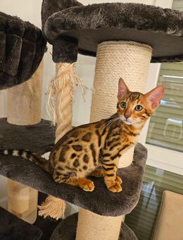 Bengal Katzenbabys Kitten mit Stammbaum - Erkelenz