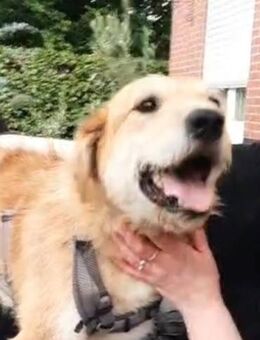 Sportlicher Benji sucht sein Glück - Wiehl