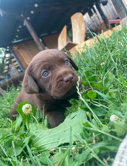 Labrador Welpen mit Abstammungsurkunde - Hohendubrau