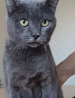 Huerto (FIV+) - ein toller Charakter - Wilhelmsfeld