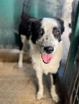 Galaxy Einzelprinzessin sucht Liebe - Schlitz