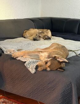 Berger de Picard Welpe - Furth