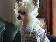 Chinese Crested mit Stammbaum Rüde ein Jahr. - Dresden