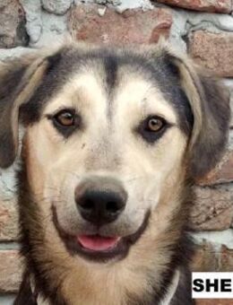 Hündin Shelina sucht liebe Menschen - Neuhausen (Fildern)