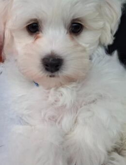 Bichon Malteser Welpen - Adorf (Vogtland)