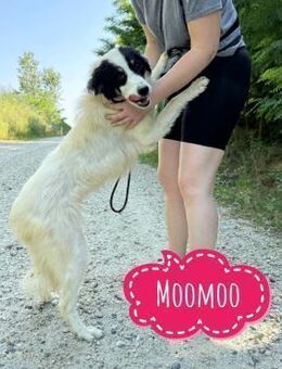 Moomoo braucht Liebe - Flörsheim-Dalsheim