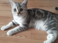 BKH Silver Tabby 4 Monate - Lage (Nordrhein-Westfalen)