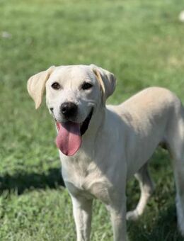 🐾 Belche sucht sein Zuhause ♥️ - Ovelgönne