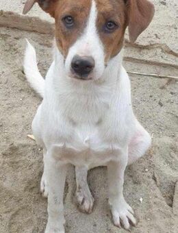 ELLIE - sucht ihr zweites Glück....... - Kempen