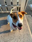 🐾 Jack Russell Terrier Hündin „Daisy“ – 5 Jahre jung, sucht erfahrenes Zuhause mit Herz 💛 in 73207