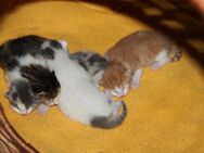 7 Kitten Katzenbabys abzugeben von 2 KatzenMamas (1Kater auf 2.und 3.Bild + 6 Kätzchen) Abgabe ab 31.10.2024 - Hanau (Brüder-Grimm-Stadt) Großauheim