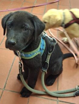 Lennox - Lorsch (Karolingerstadt)