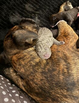 Ein Dutzend Mischlingswelpen - Stadtallendorf