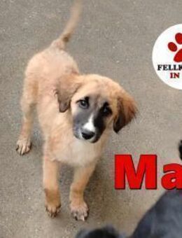 Welpe Mischling Maja sucht ihre Familie - Margetshöchheim