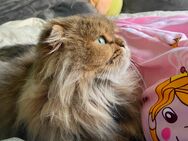 Kitten Perser X British langhaar mix - Moers