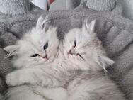 *Zauberhafte BKH & BLH Kitten abzugeben 14 Wochen alt** - Lauchringen