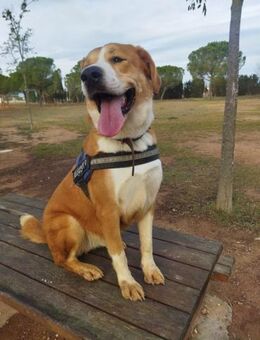 Bambi, hatte einen Schutzengel - Geilenkirchen