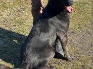 Axel sucht ein sportliches Zuhause - Nordwalde