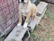 Arik, Welpenjunge sucht Dich - Bonndorf (Schwarzwald)